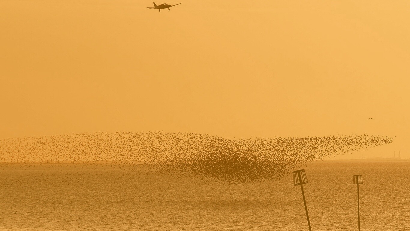Взлетающая стая птиц обои