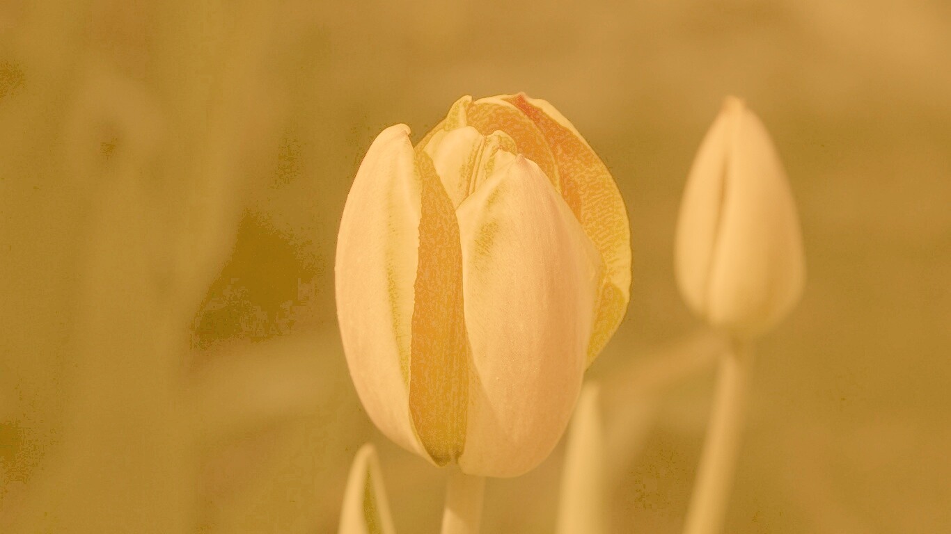 Распускающийся тюльпан обои