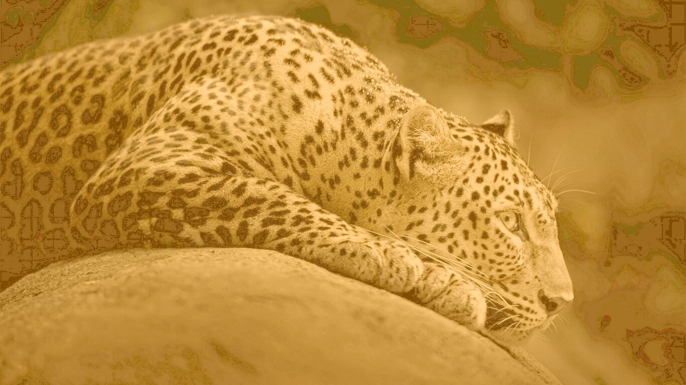 Лежащий ягуар обои