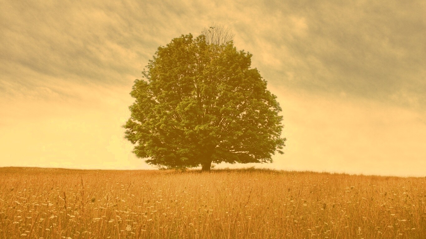 Зеленое дерево в желтом поле обои