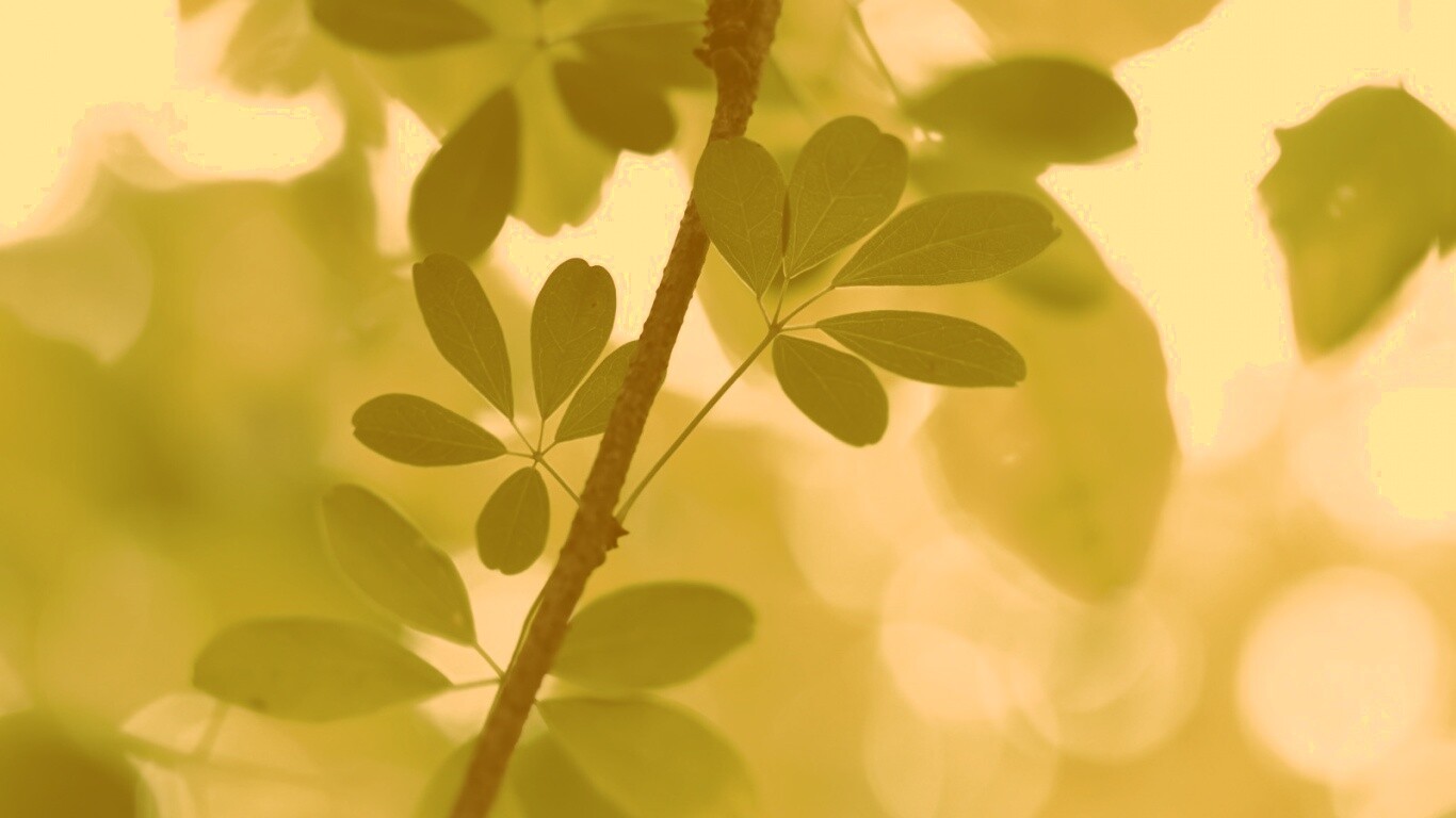 Листики на ветке обои