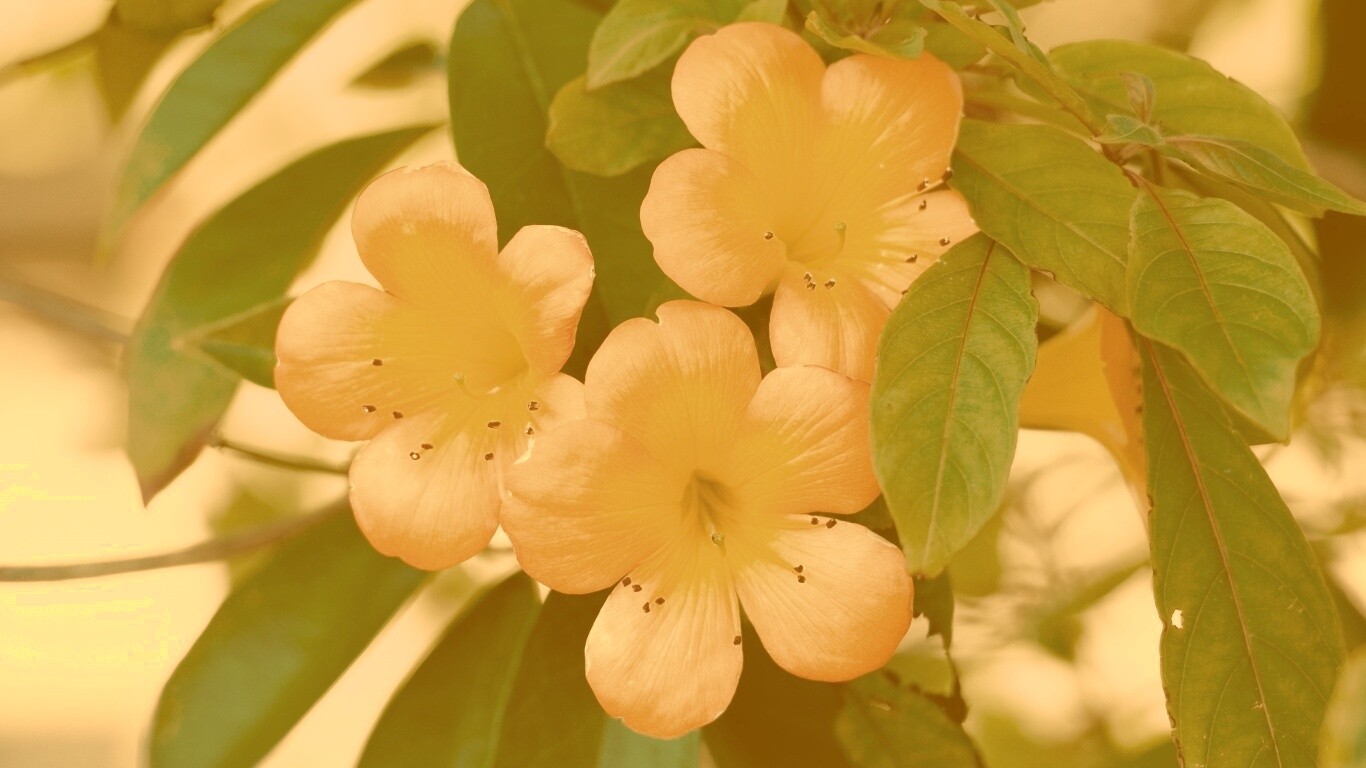 Оранжевые цветочки обои