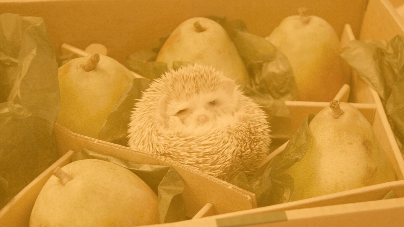 Ёжик в грушах обои