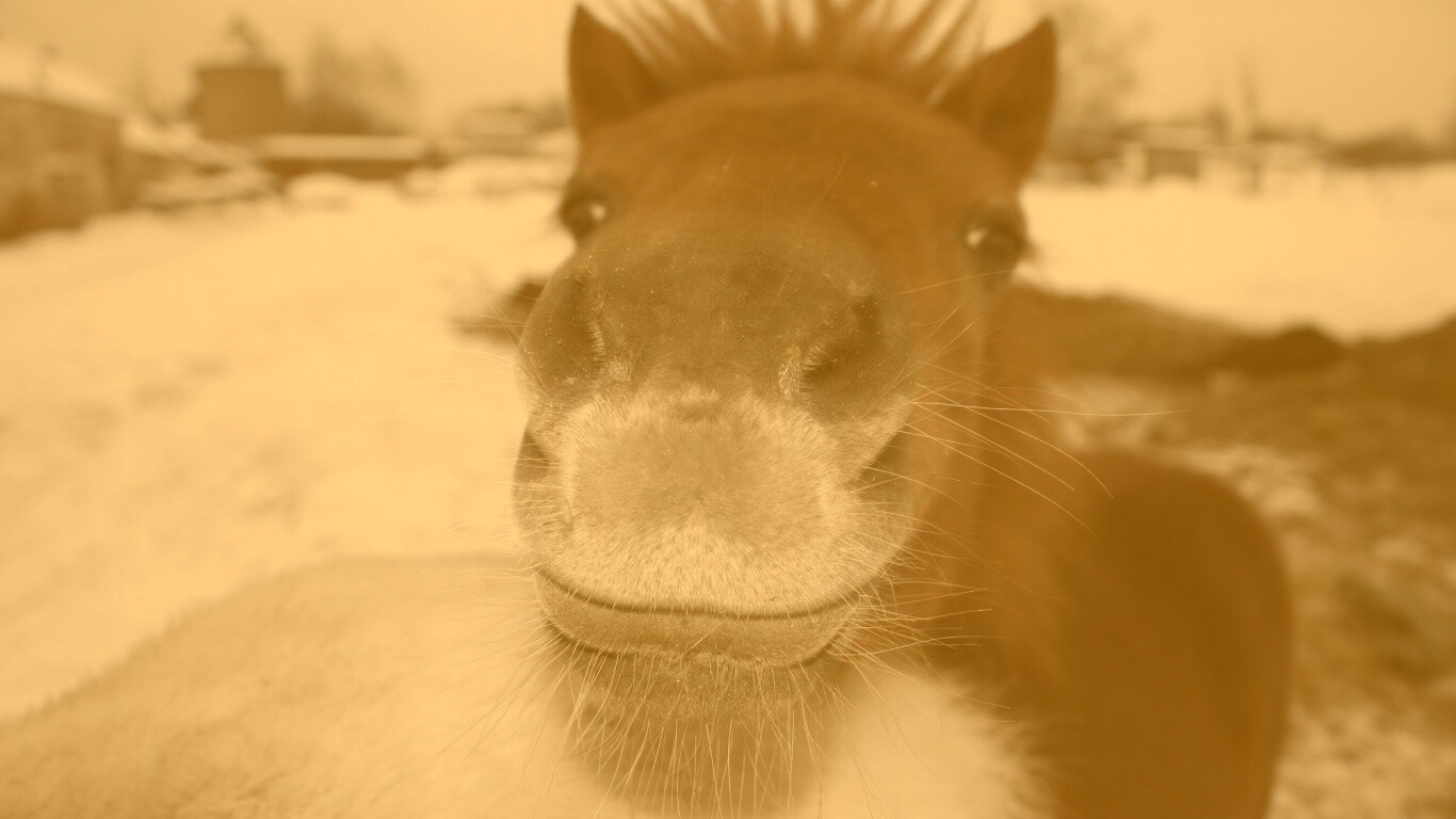 Морда пони обои