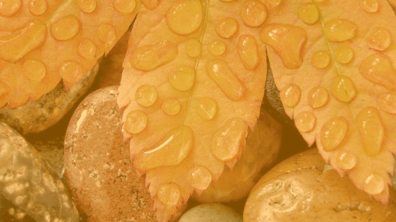 Мокрые листья на камнях обои