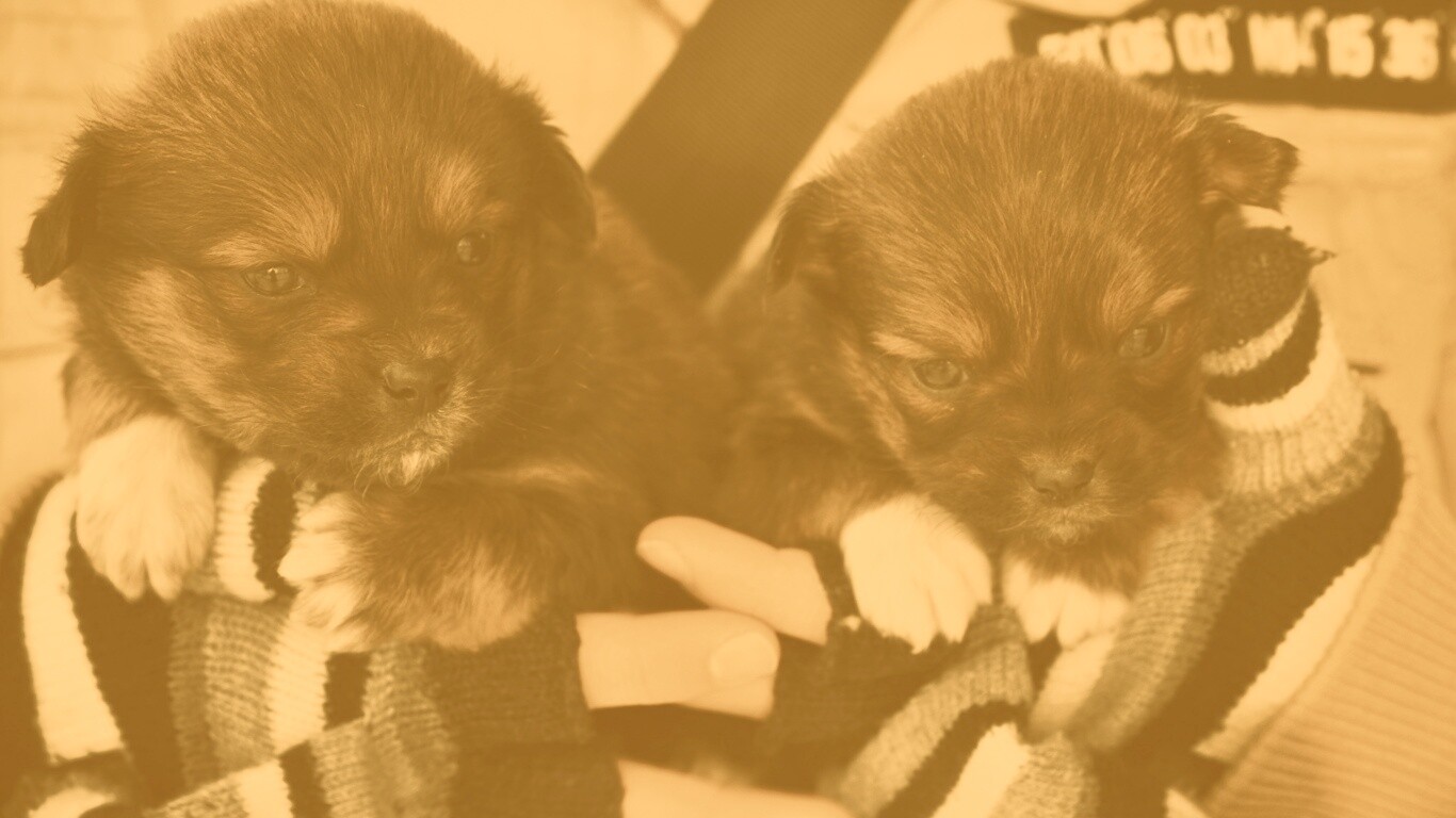 Два коричневых щенка обои