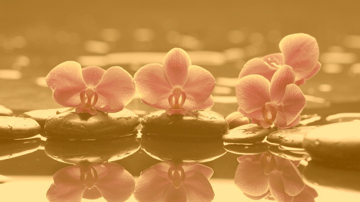 Орхидеи на камнях обои