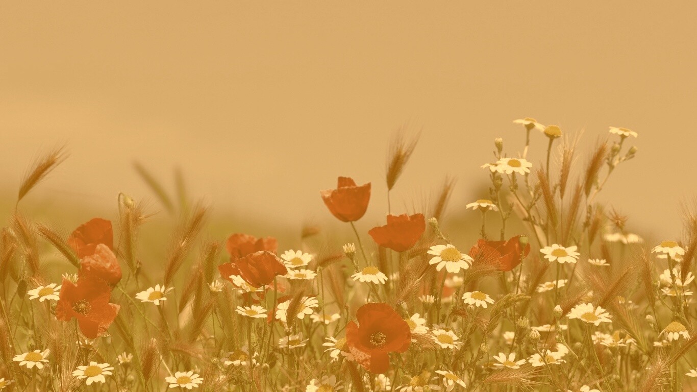 Цветы в поле обои