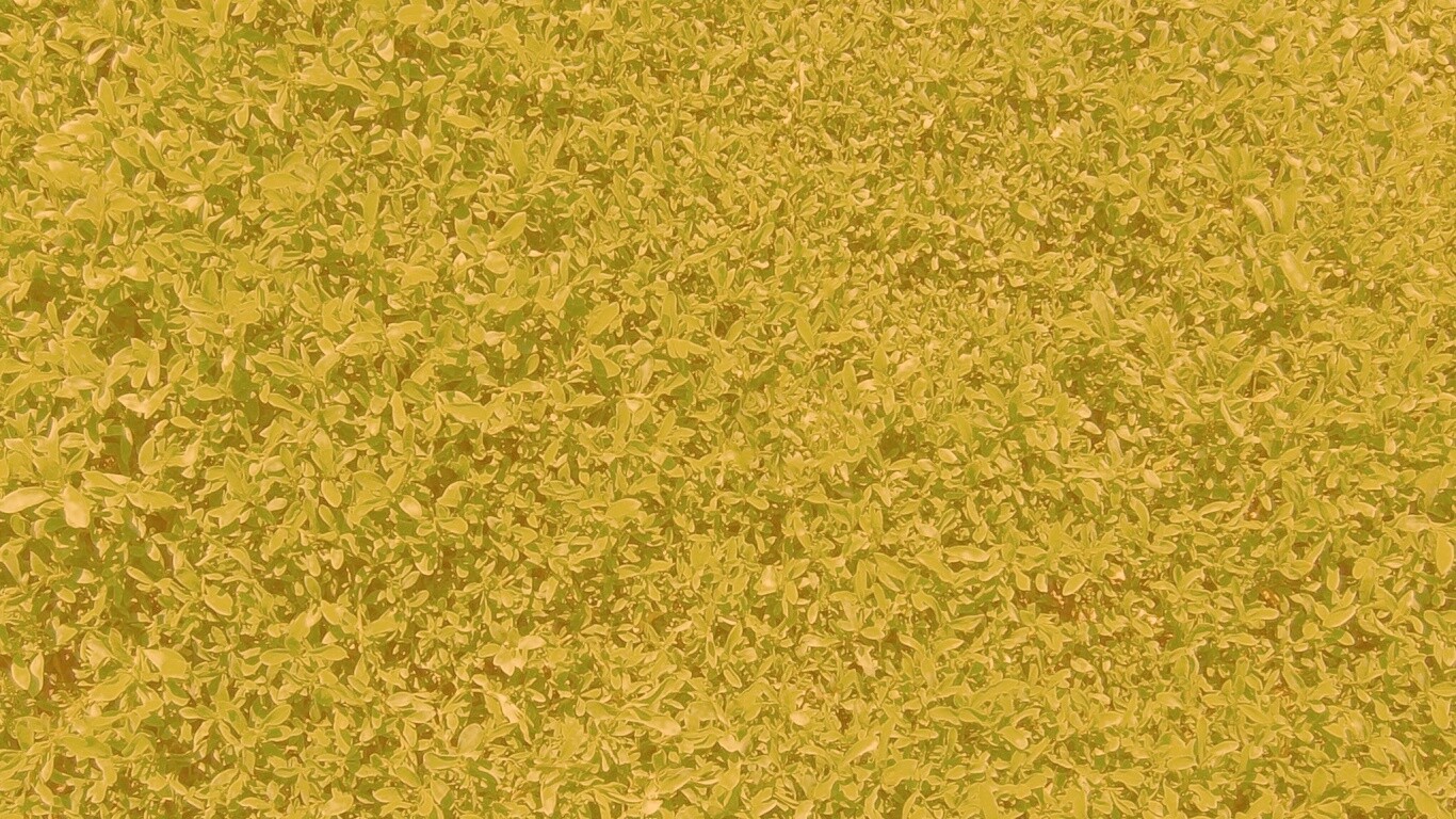 Чайные листья обои