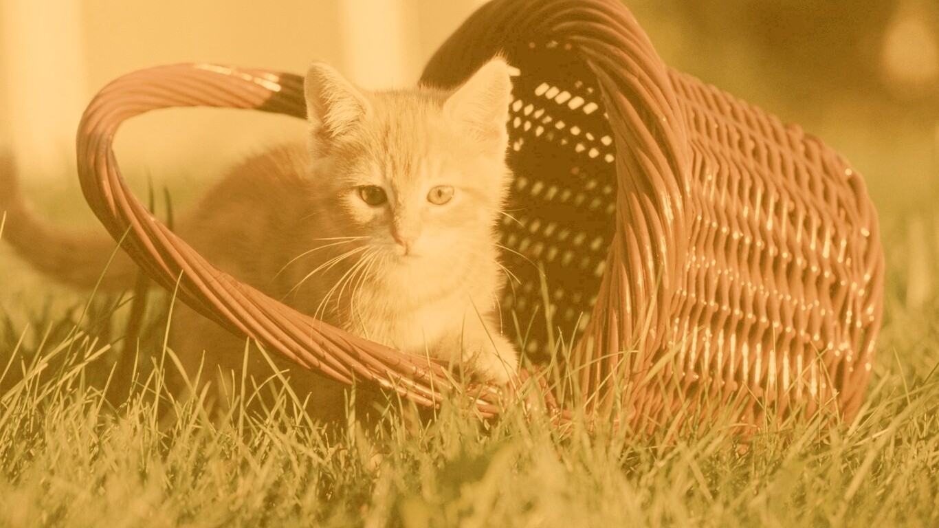 Рыжий котенок в корзине обои