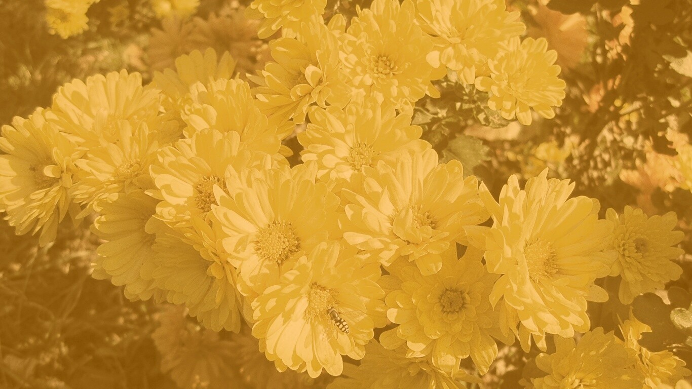 Оса на желтых герберах обои