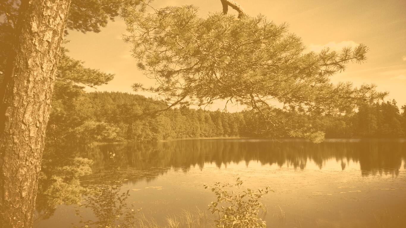 Ветка сосны над озером обои