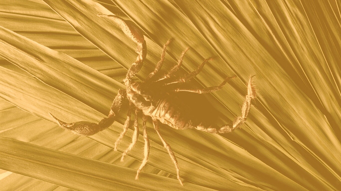 Скорпион на траве обои