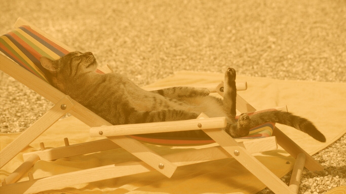 Кот в отпуске обои