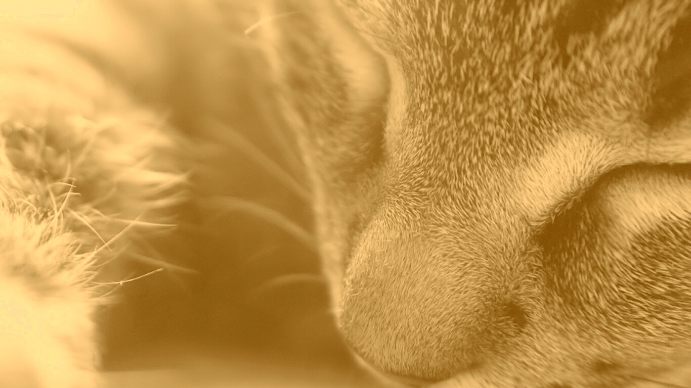 Мордочка кота обои