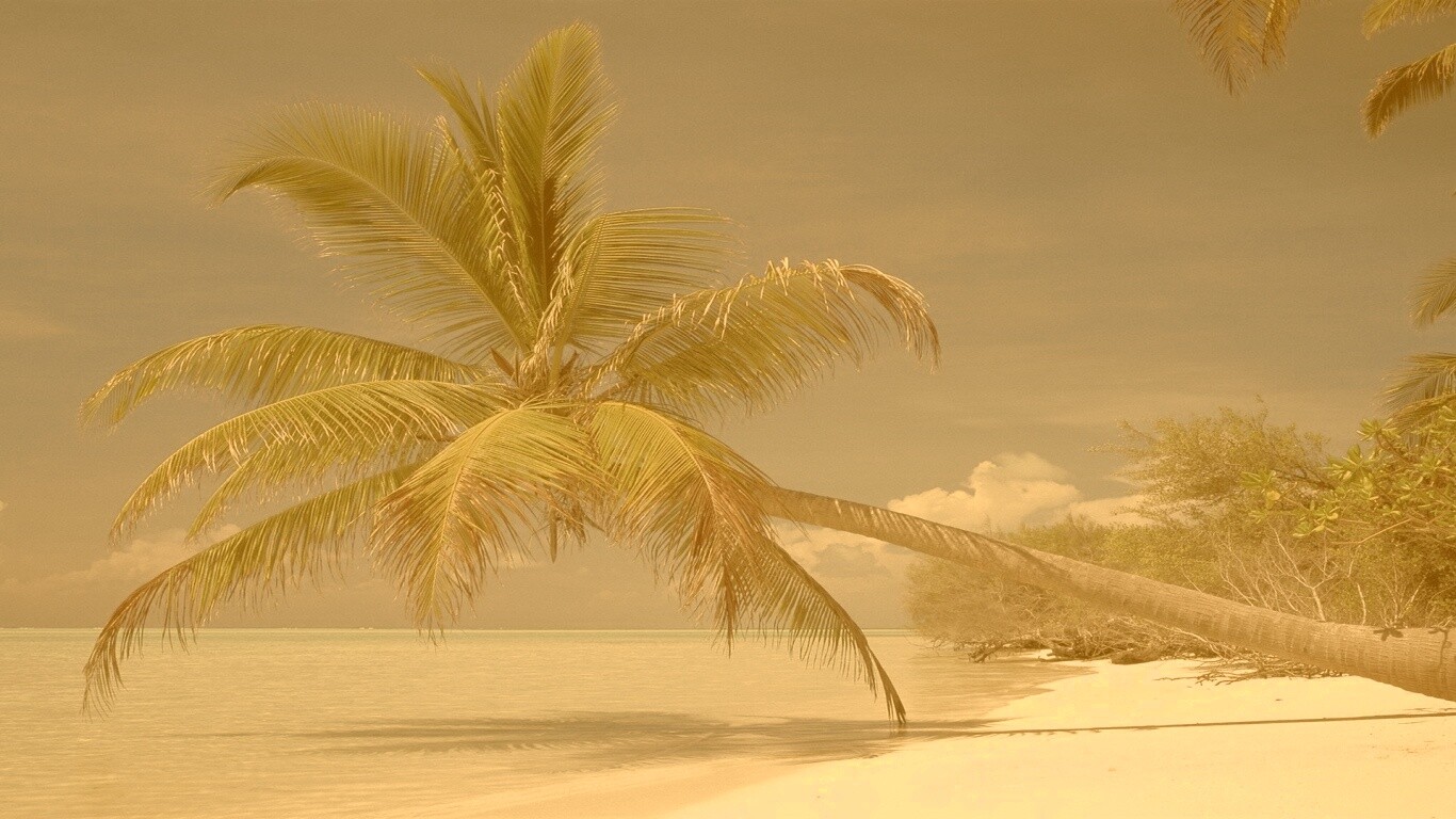 Пальма над водой обои