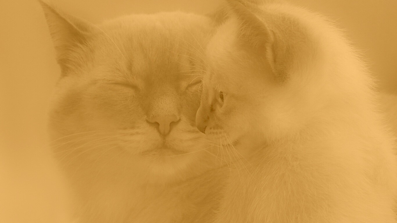 Кошка с котенком обои