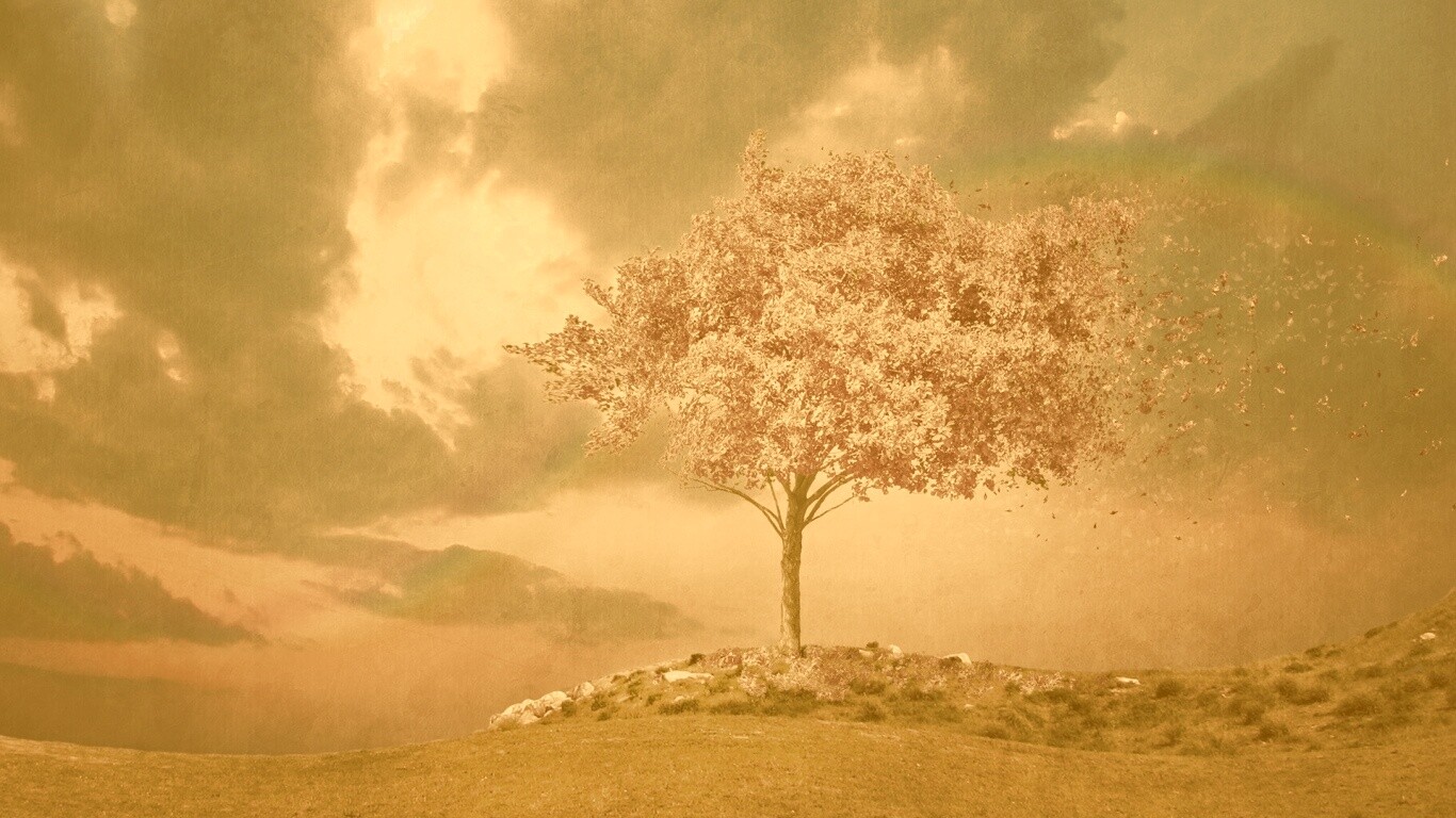 Одинокое цветущее дерево обои