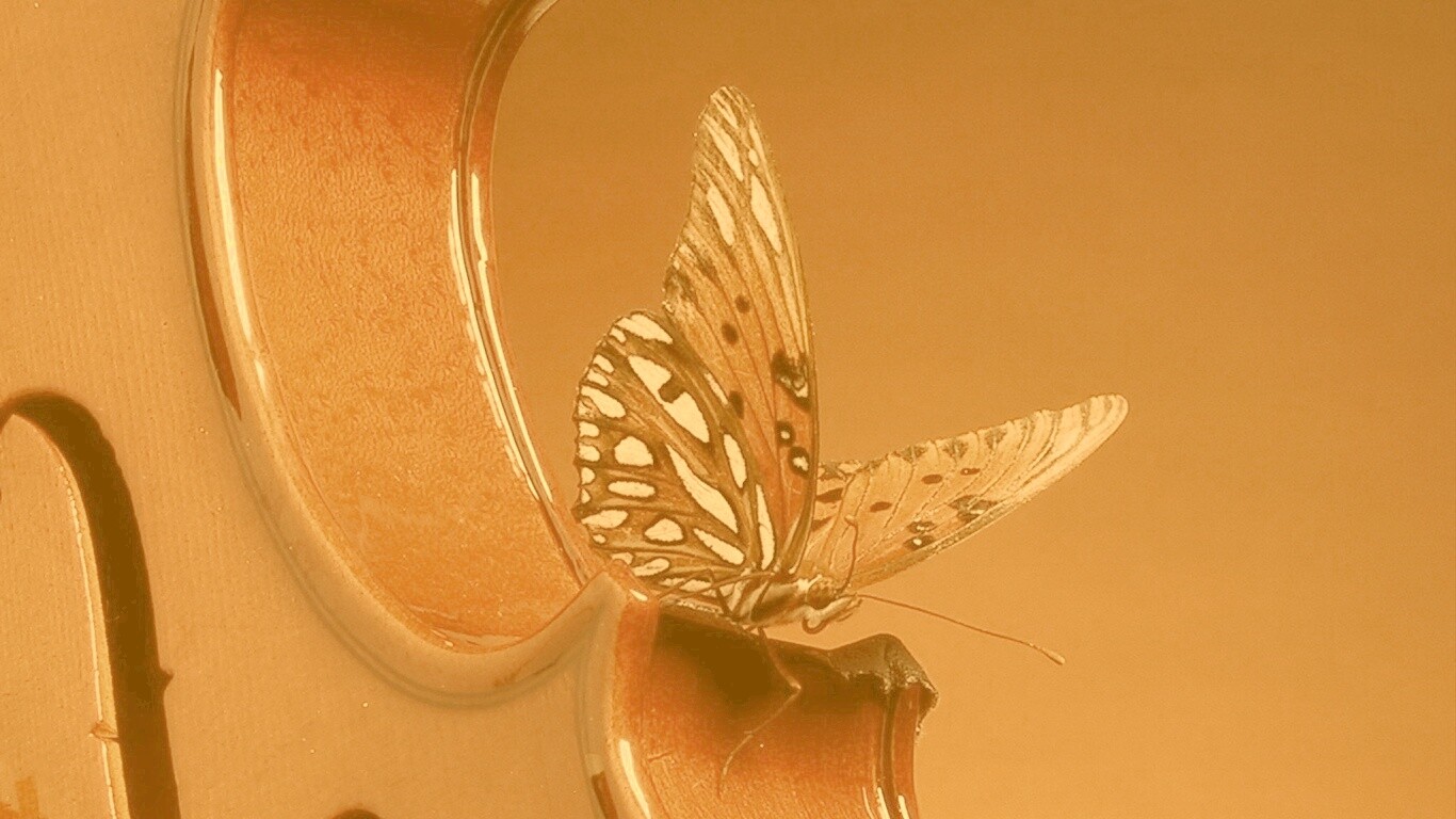 Бабочка на скрипке обои