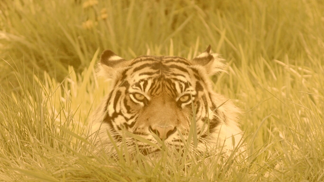 Морда тигра в траве обои