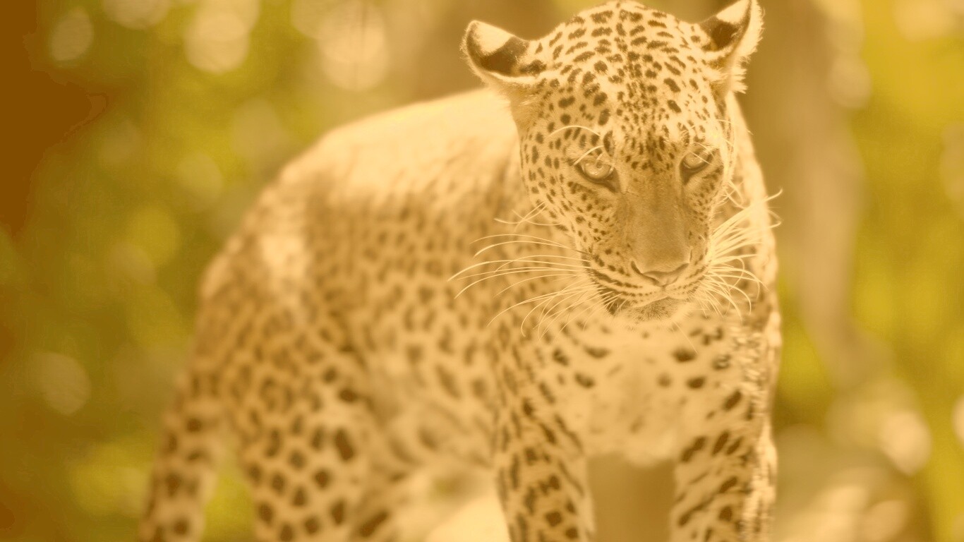 Леопард в сингапурском зоопарке обои