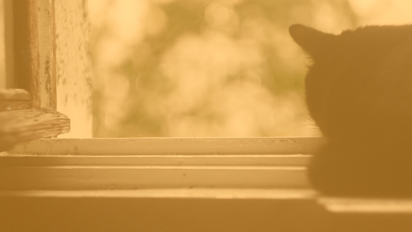 Дремлющий на окне черный кот обои