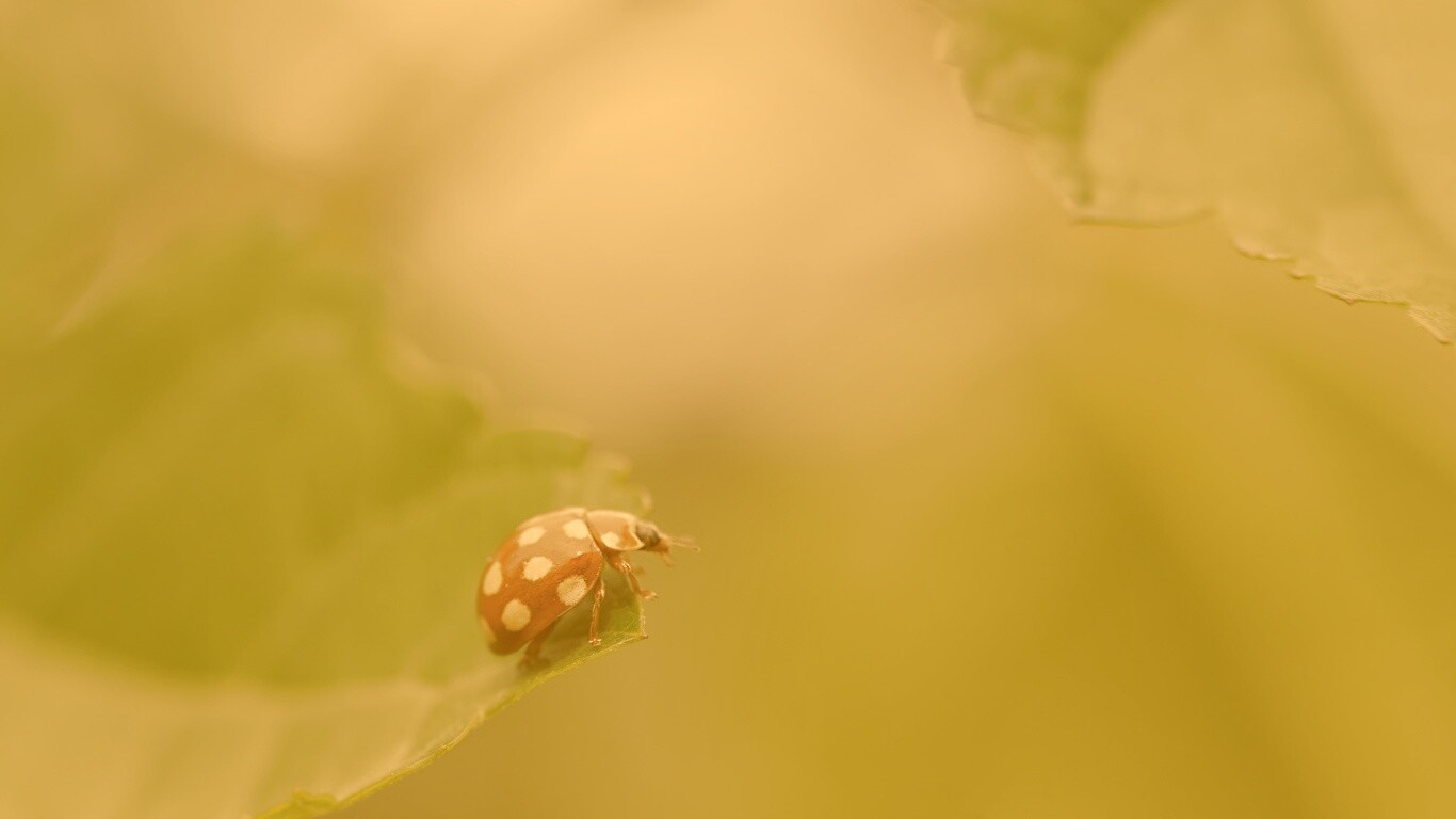 Божья коровка обои