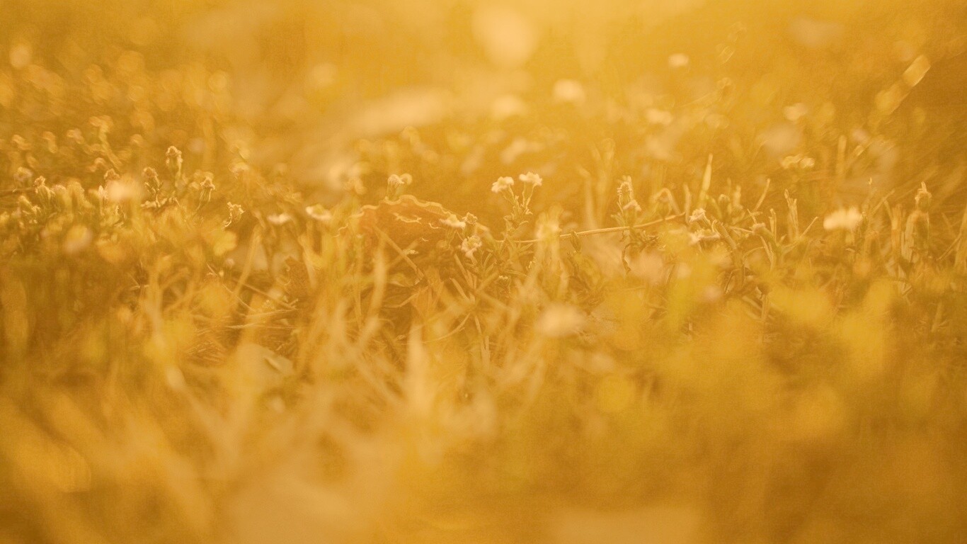 Полевые цветы в закатном солнце обои