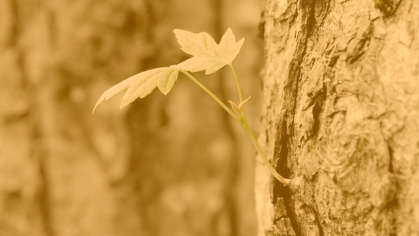 Молодой листик обои