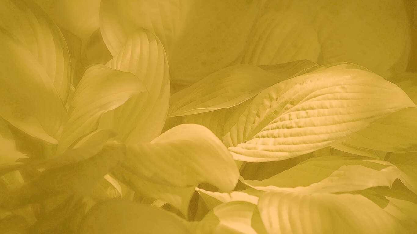 Хитросплетение зеленых листьев обои