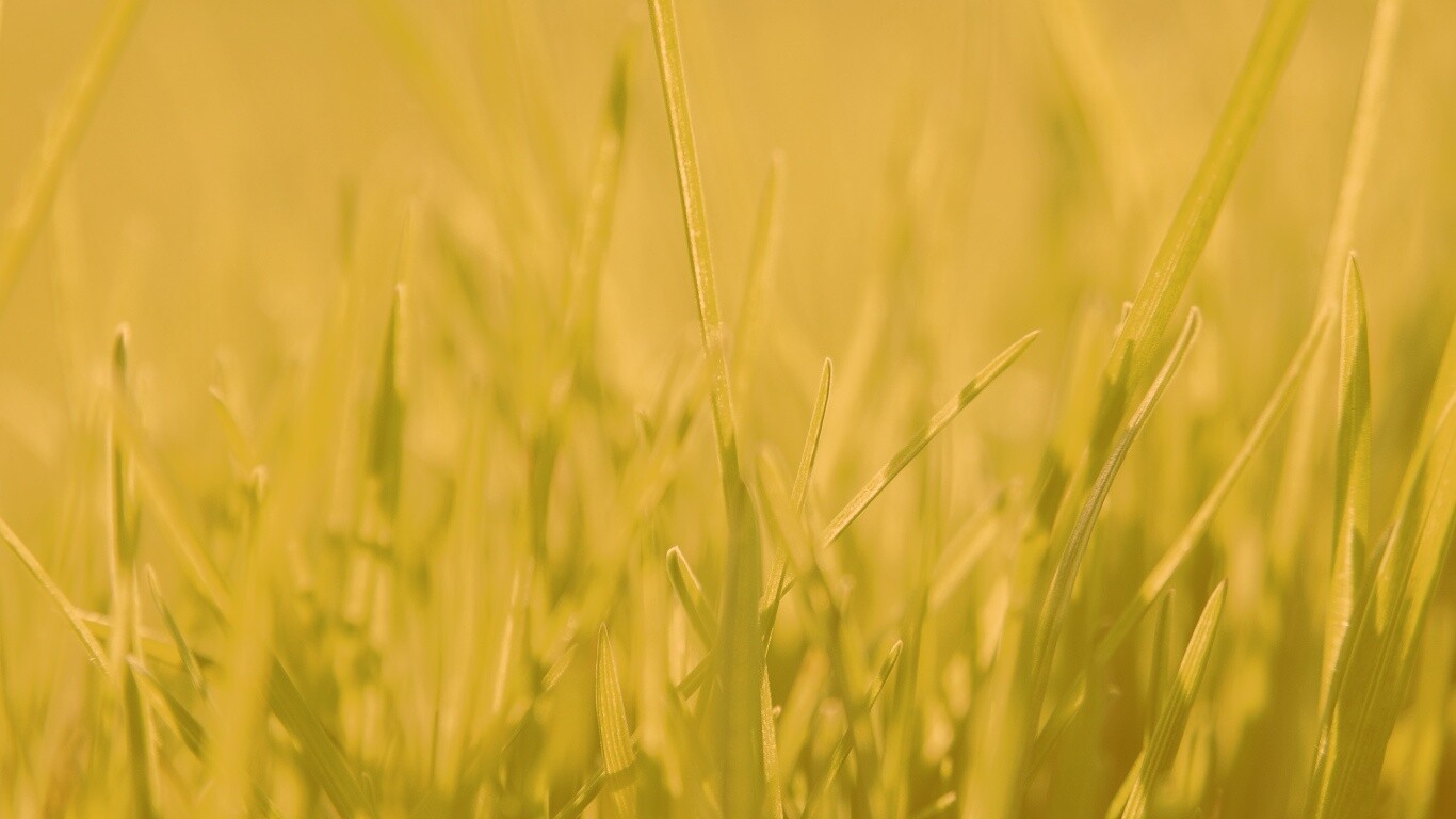 Ярко зеленая трава обои