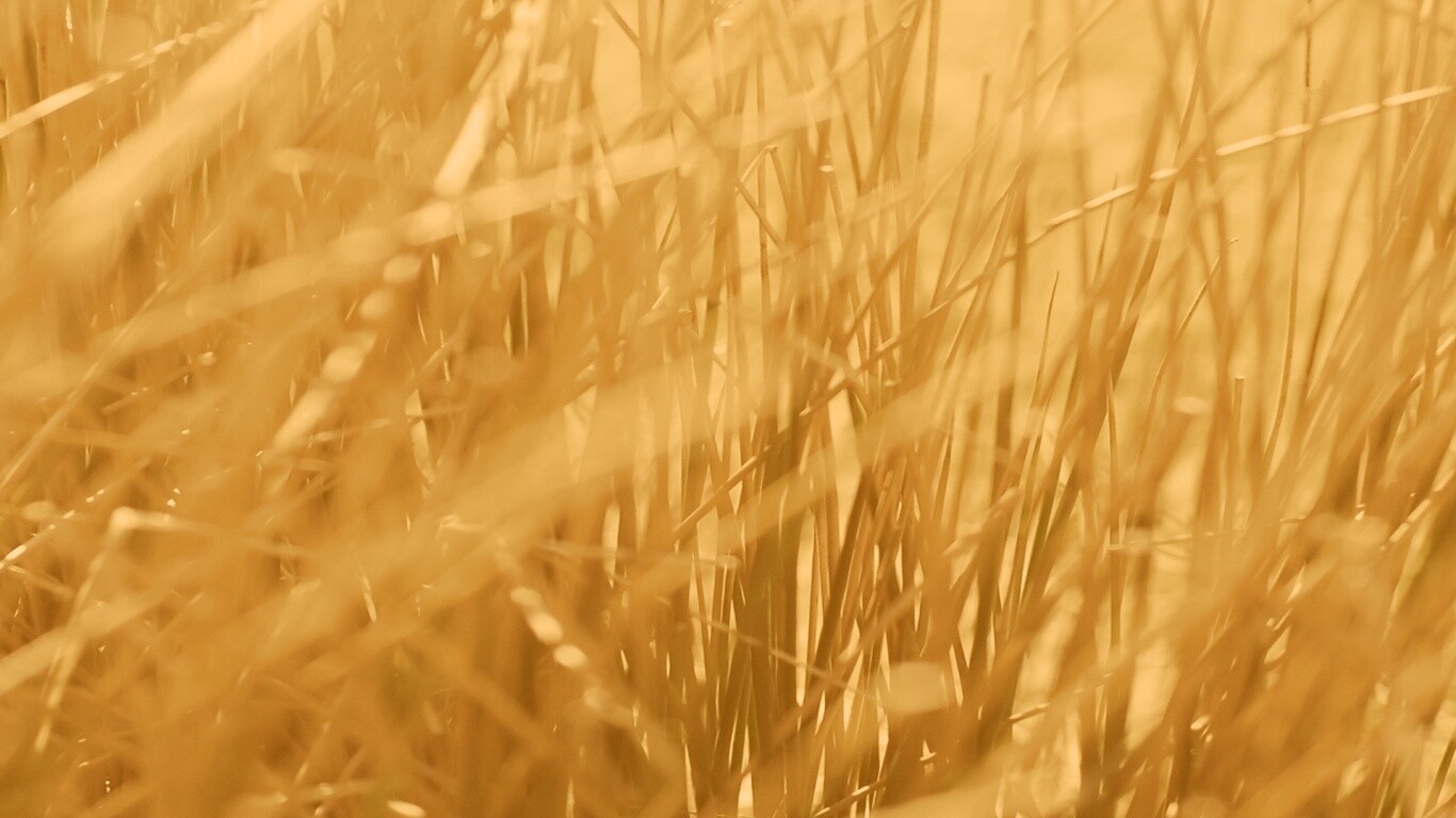 Высохшие травяные стебли обои