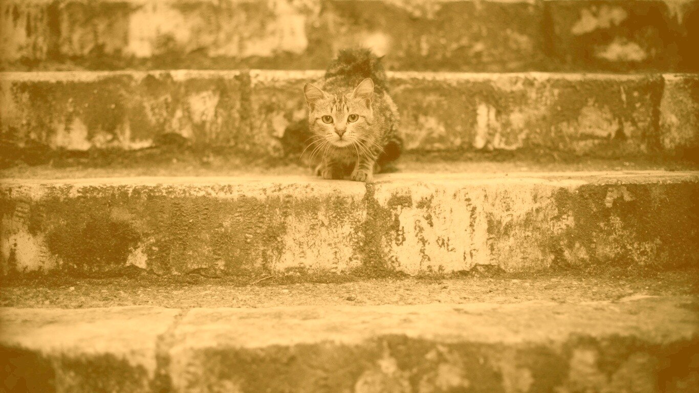 Растрепанная кошка на ступеньках лестницы обои