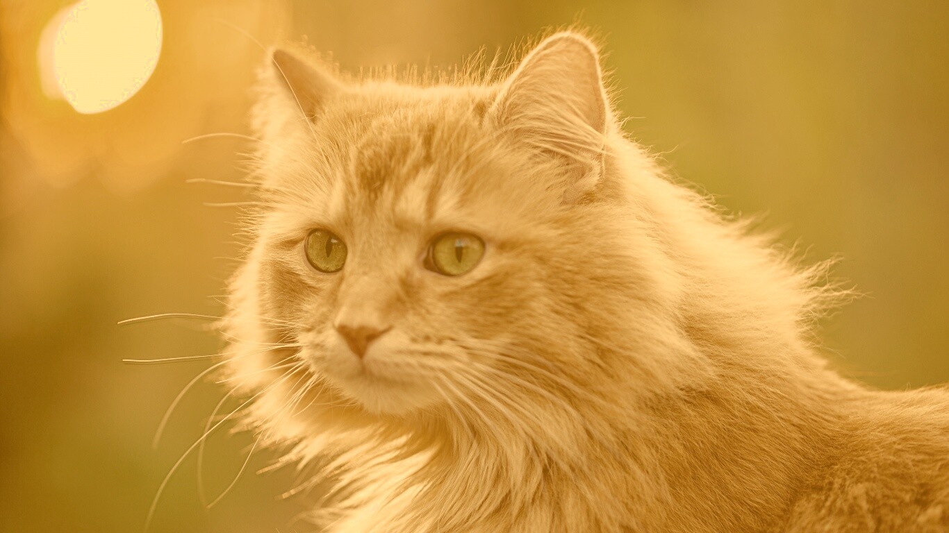 Рыжий кот в лучах солнца обои