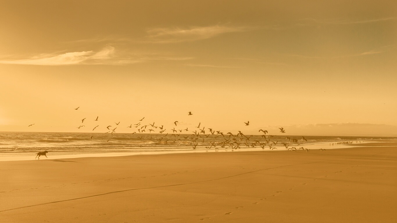 Стая птиц на пляже обои