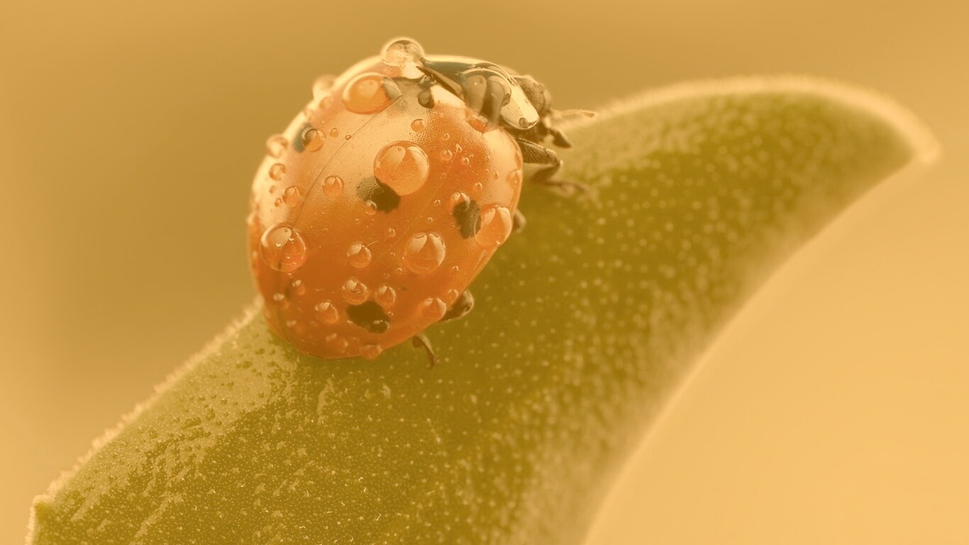 Божья коровка в макро обои