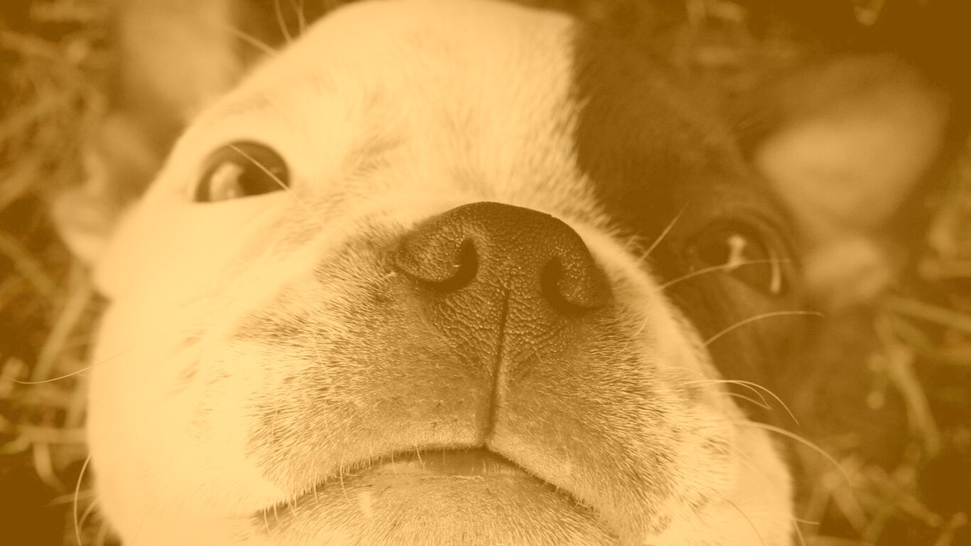 Бостонский терьер обои