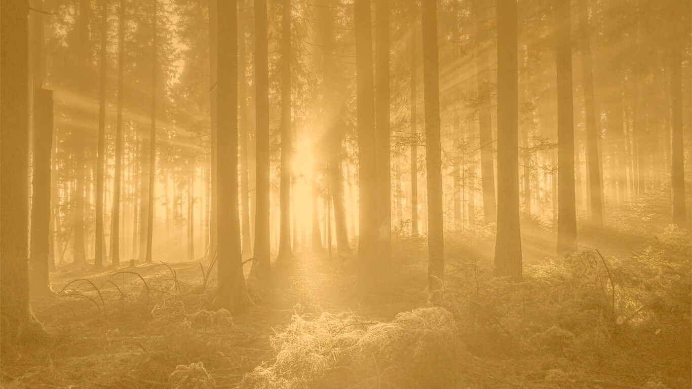 Свет пробивается сквозь стволы деревьев обои