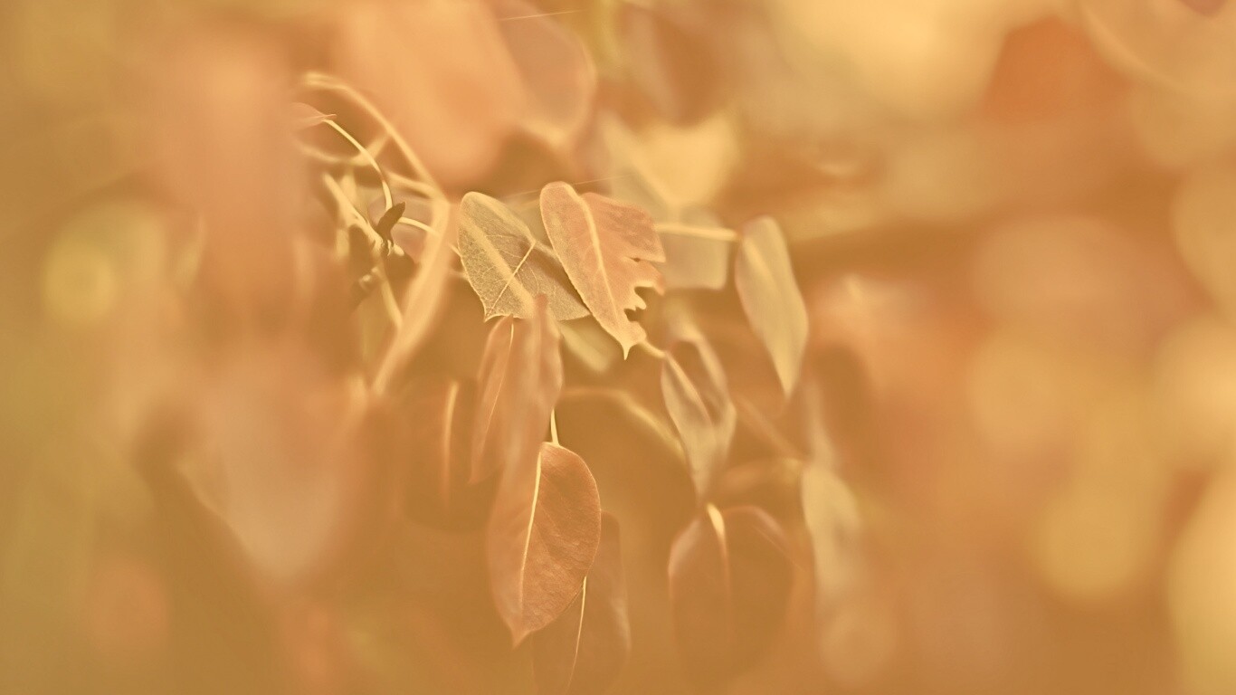 Фиолетовые листья обои