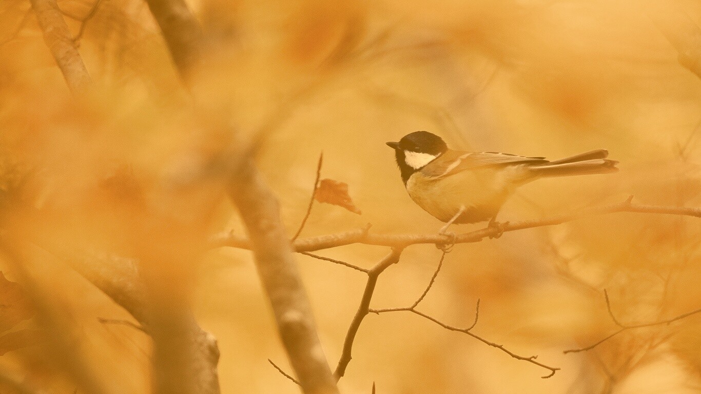Синичка в желтой листве обои