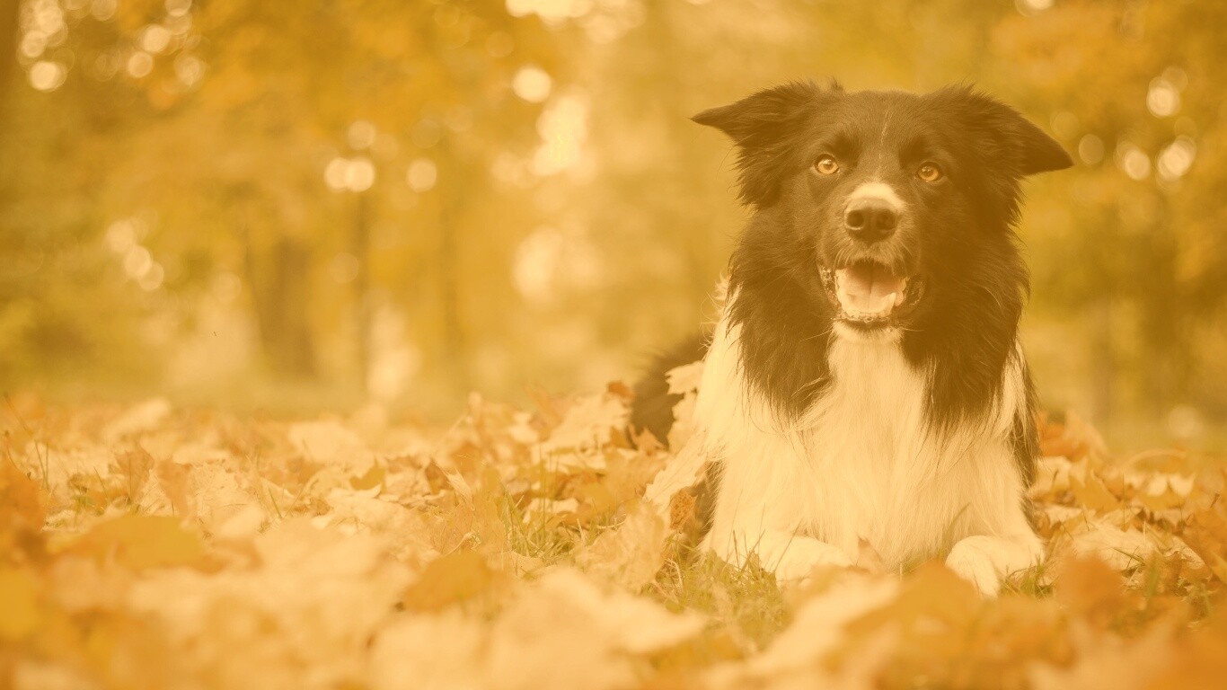 Пес среди листвы обои