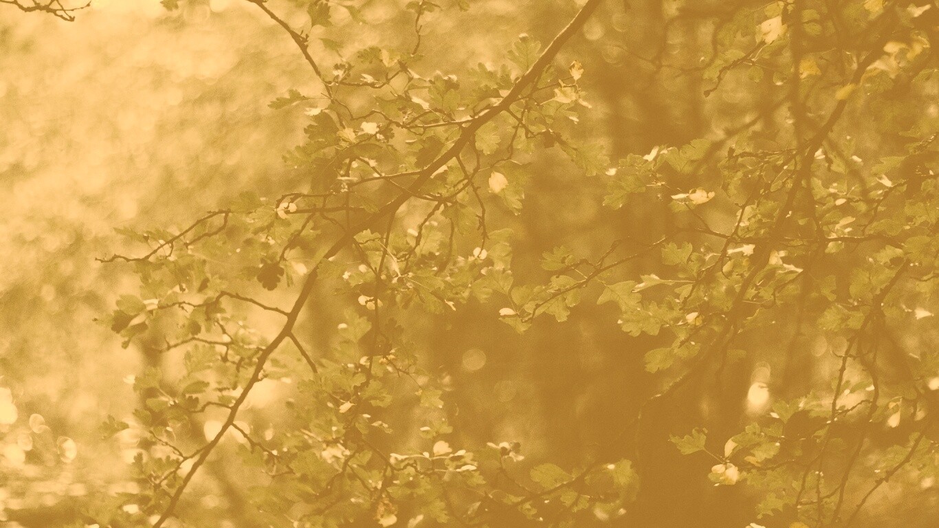 Дубовая зеленая листва обои