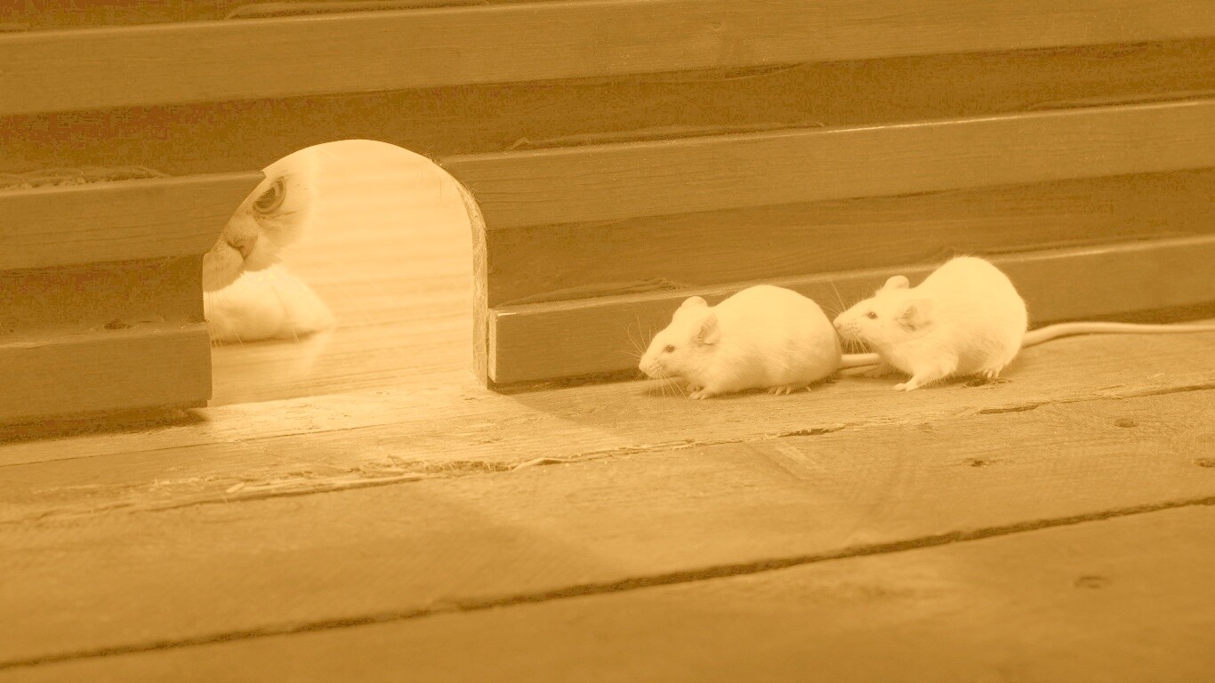 Кошки - мышки обои