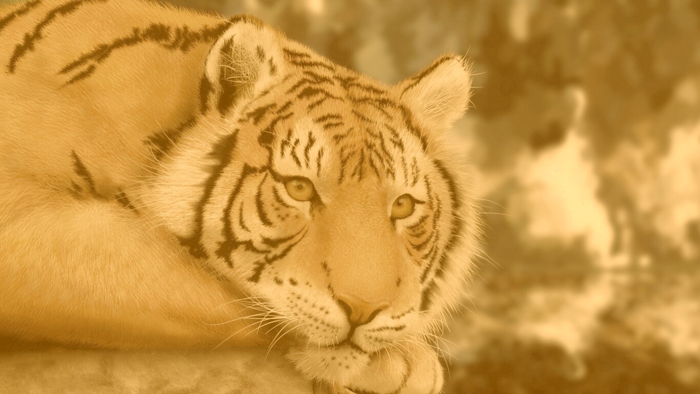 Грустный тигра обои