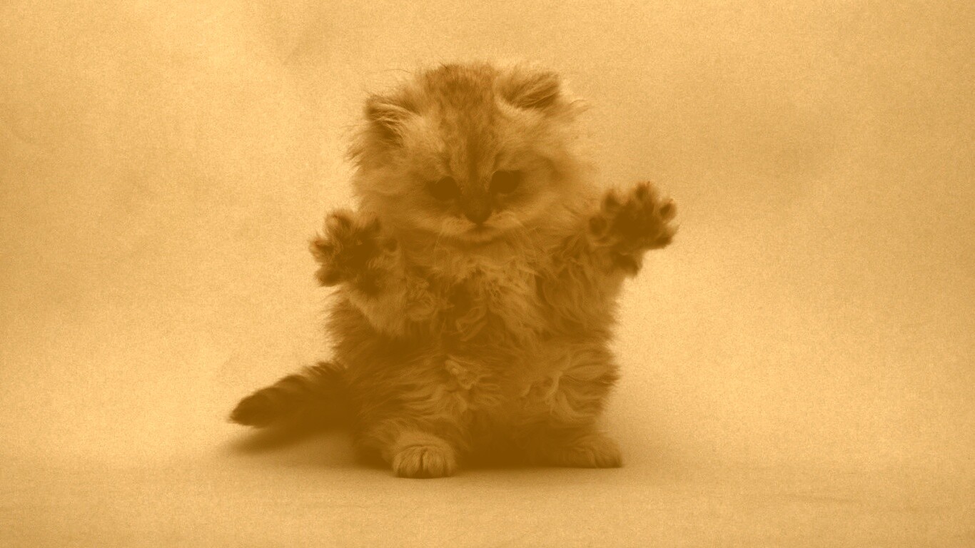 Милый котенок обои