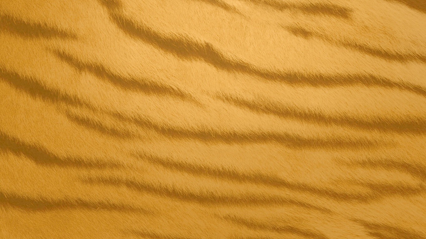 Шкура тигра обои