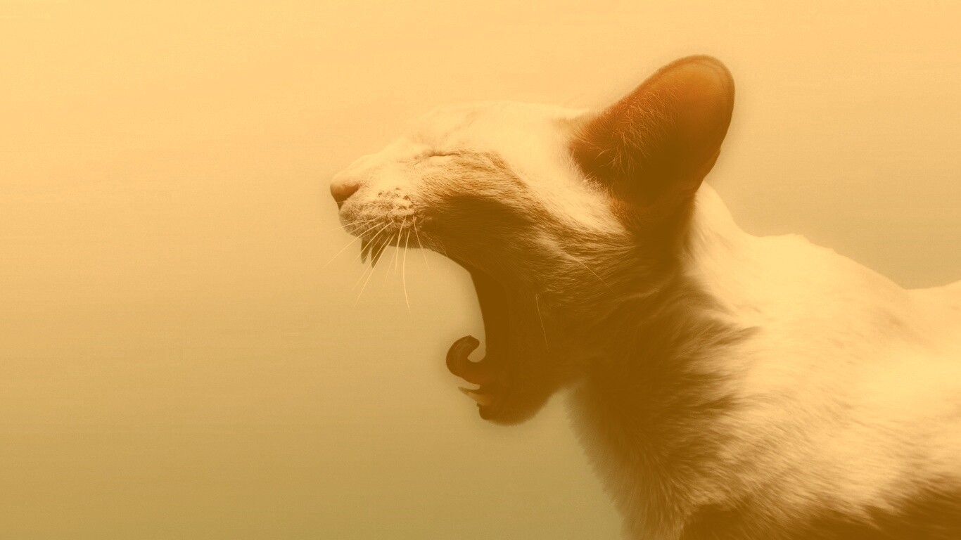 Кошака-зевака обои