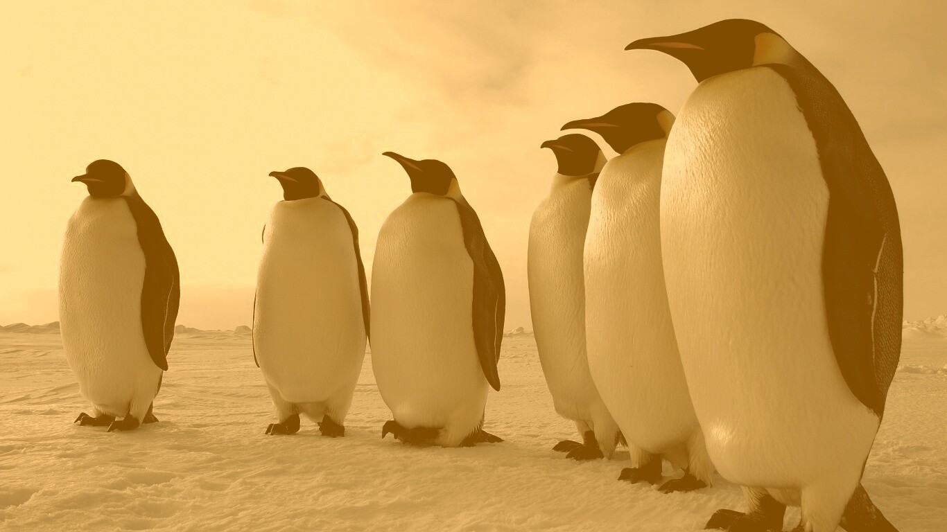 Слет пингвинов обои