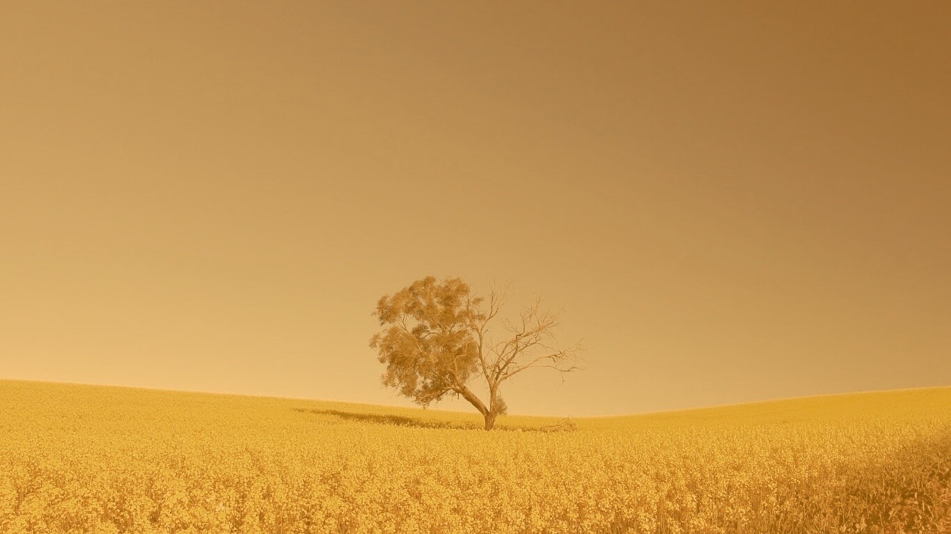 Дерево в поле обои