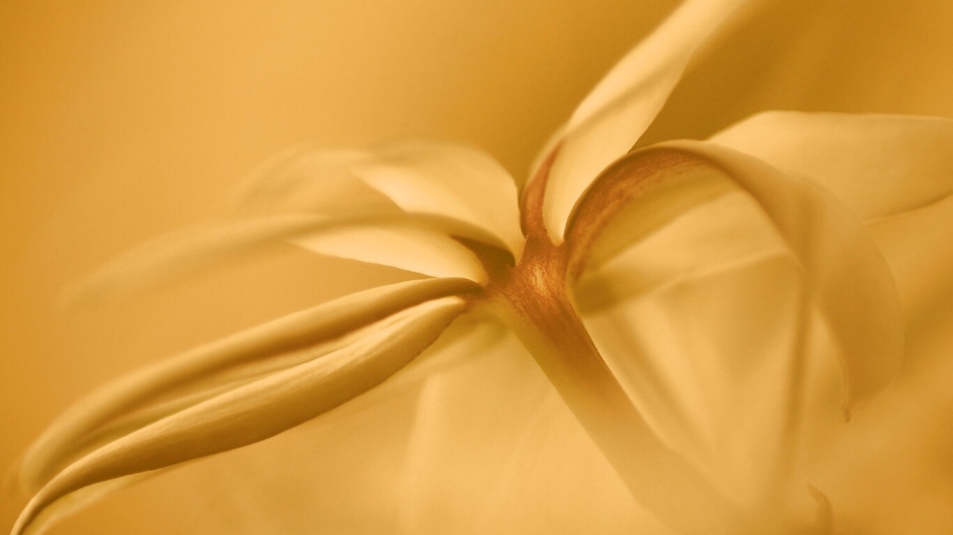 Цветок обои